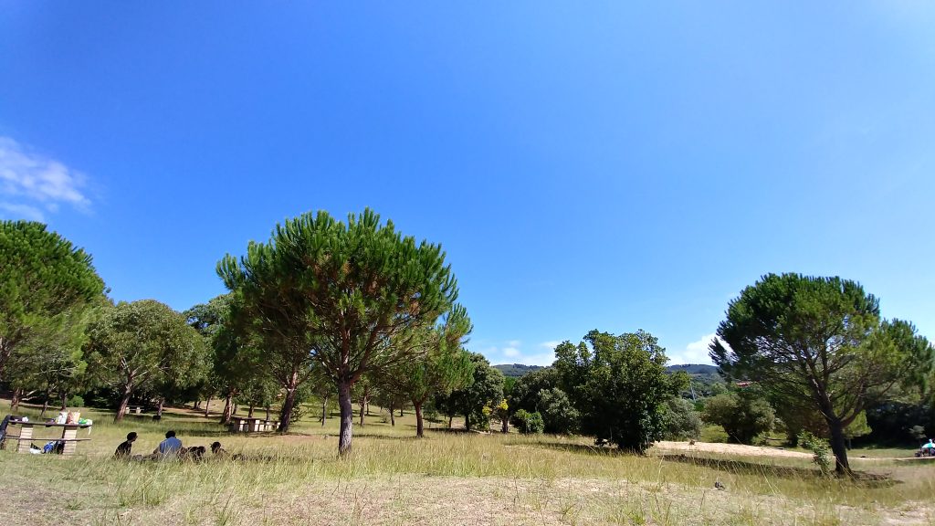 Vista del pinar 