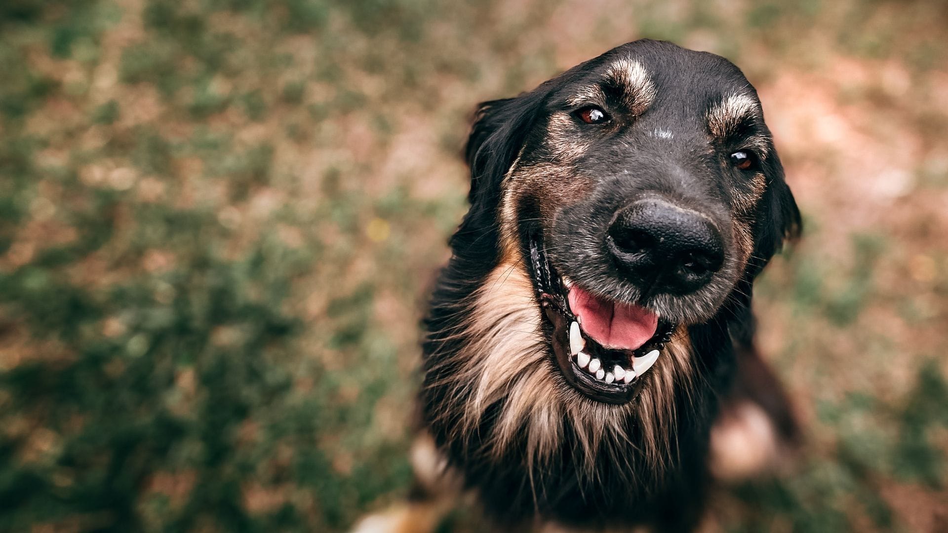 🐾 Gorliz with your dog: the perfect pet-friendly getaway  🌊💙